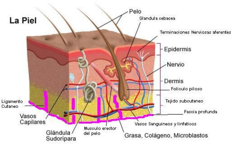 Imagen de la fuente